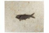 Fossil Fish (Knightia) - Green River Formation #189265-1